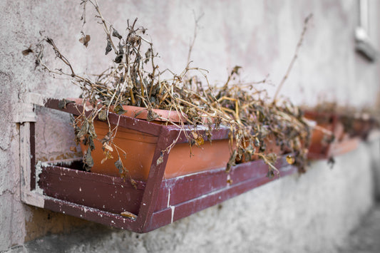 What is Your Bonsai Telling You?