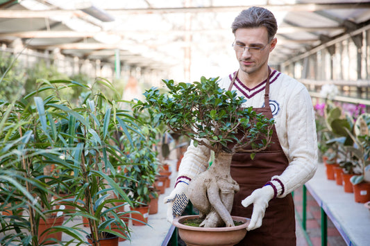 Fertilizing Your Bonsai 101