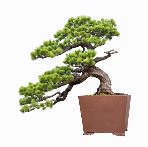 How to Repot a Bonsai Tree