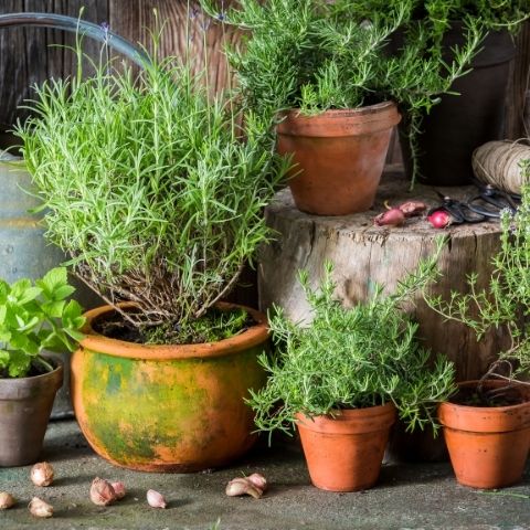 Vegetable and Herb Gardening in Small Urban Spaces – Garden Republic