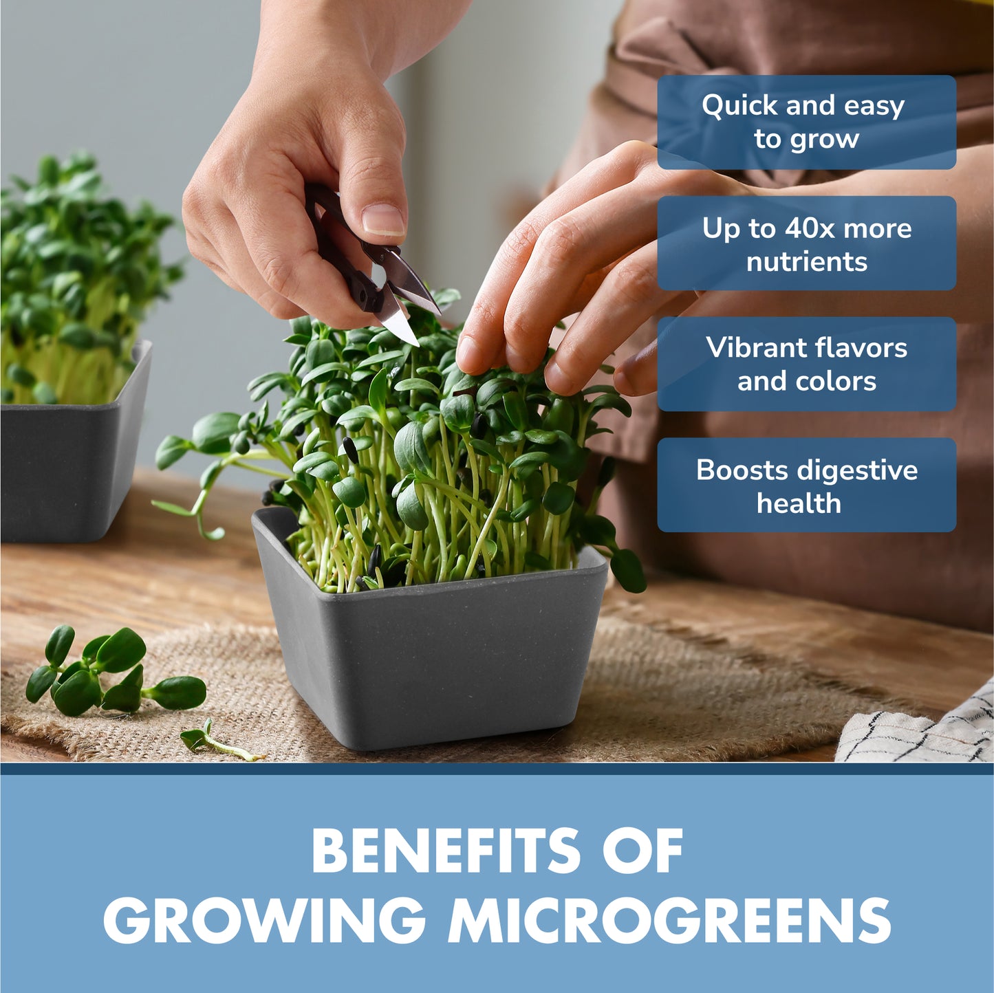 Garden Republic Microgreens Growing Kit - Micro Greens All-in-One Set with Non-GMO Seeds, Growing Trays and Planters - Microgreen Seed Tray and Soil Disks Set - Sprout Growing Kit