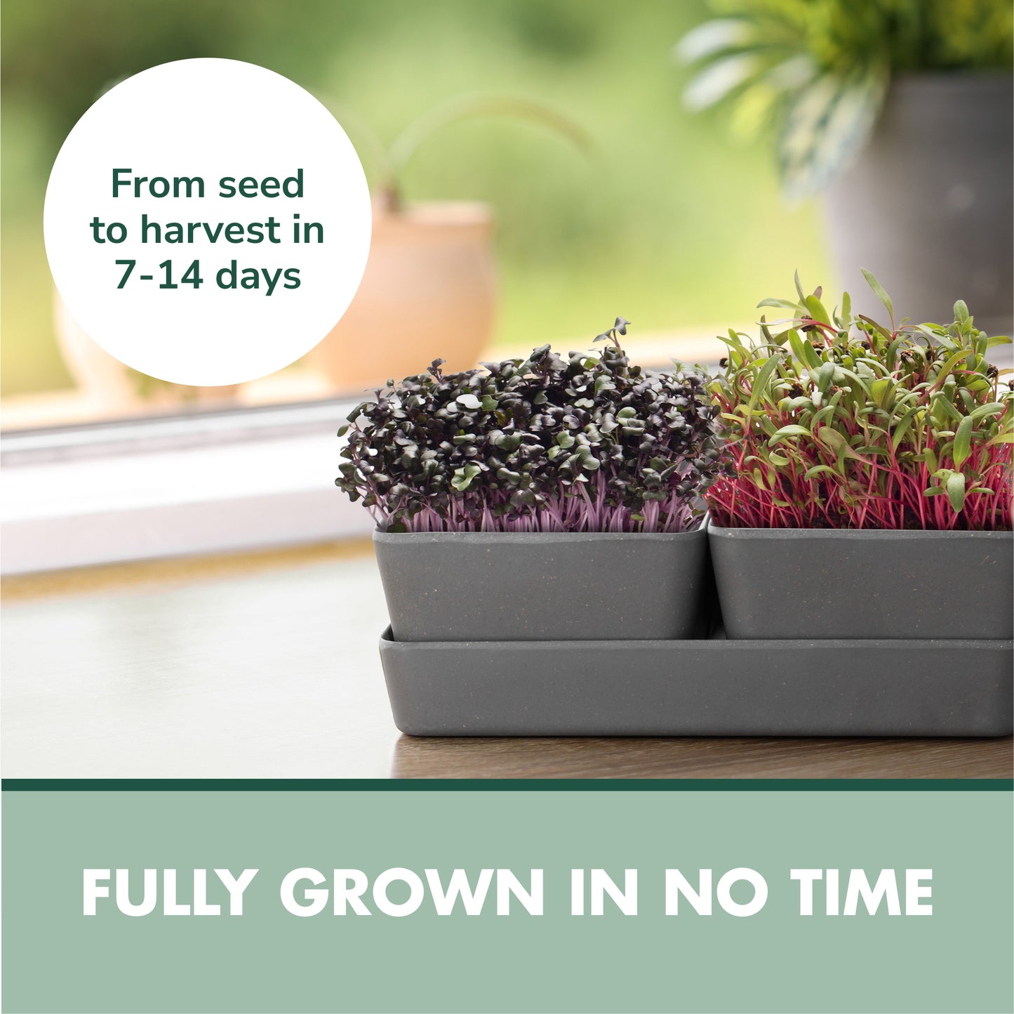 Garden Republic Microgreens Growing Kit - Micro Greens All-in-One Set with Non-GMO Seeds, Growing Trays and Planters - Microgreen Seed Tray and Soil Disks Set - Sprout Growing Kit