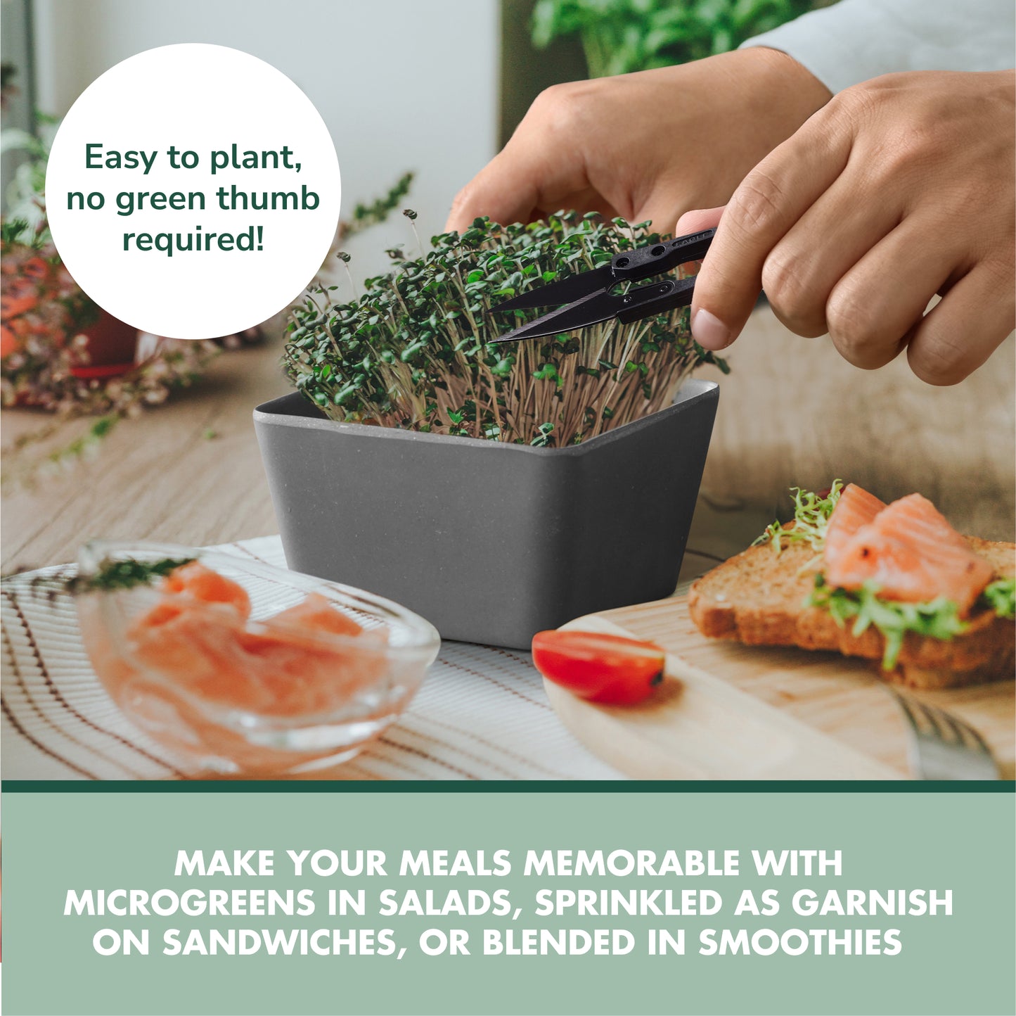 Garden Republic Microgreens Growing Kit - Micro Greens All-in-One Set with Non-GMO Seeds, Growing Trays and Planters - Microgreen Seed Tray and Soil Disks Set - Sprout Growing Kit